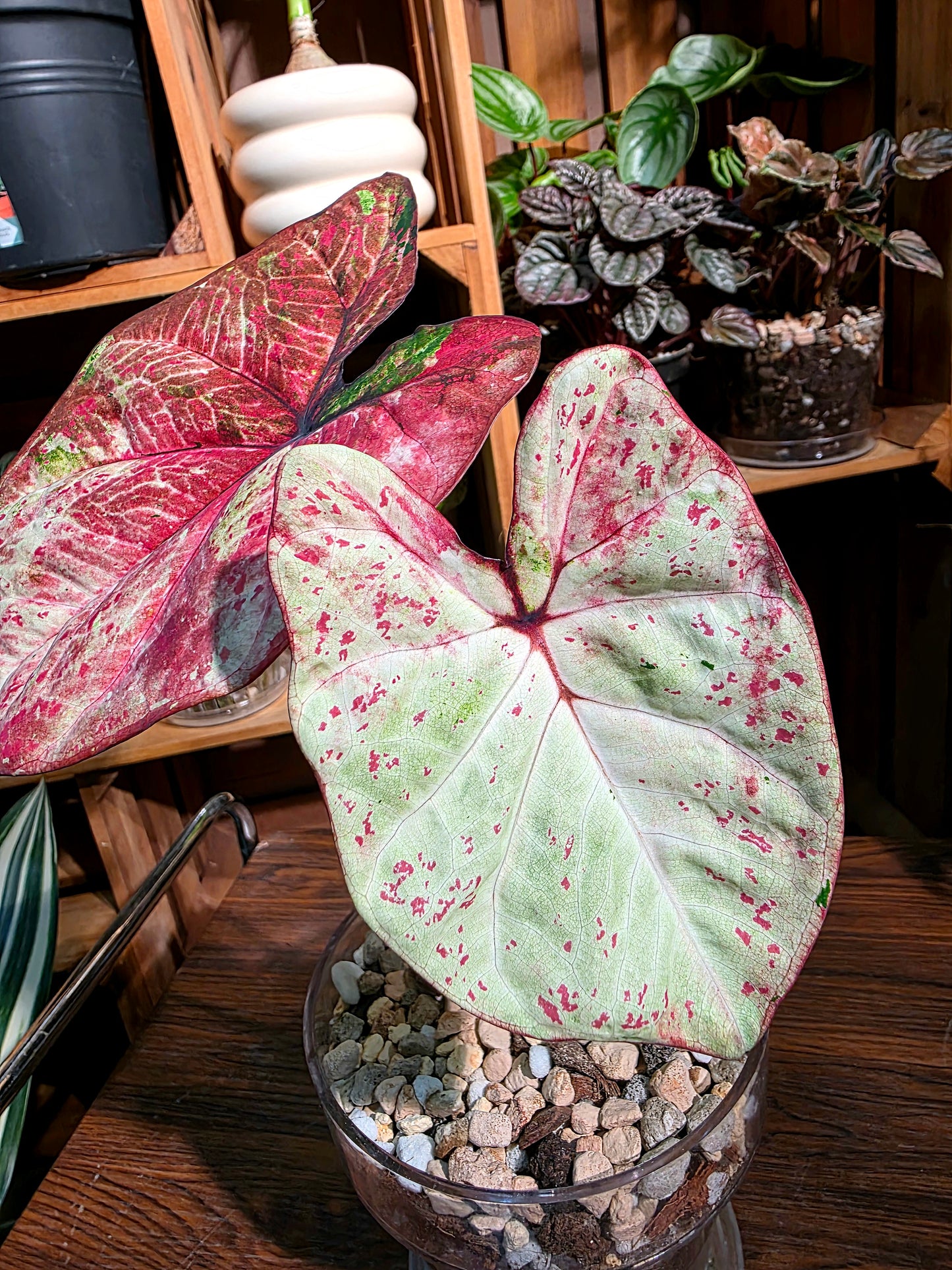 Caladium milano 米蘭彩葉芋