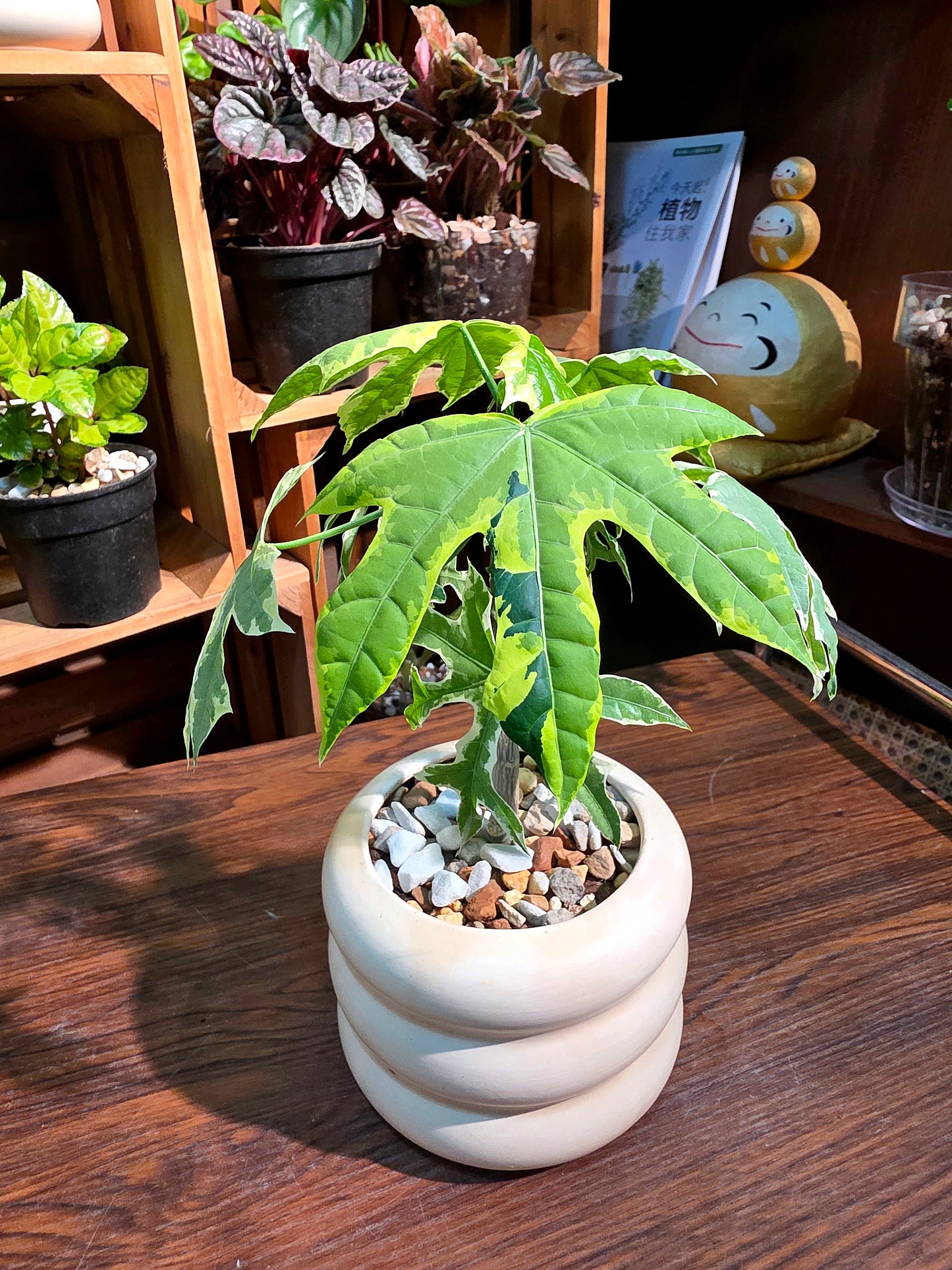 Cnidoscolus aconitifolius variegated 斑葉樹菠菜