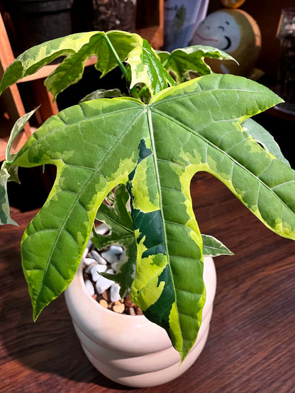 Cnidoscolus aconitifolius variegated 斑葉樹菠菜
