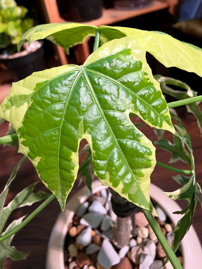 Cnidoscolus aconitifolius variegated 斑葉樹菠菜