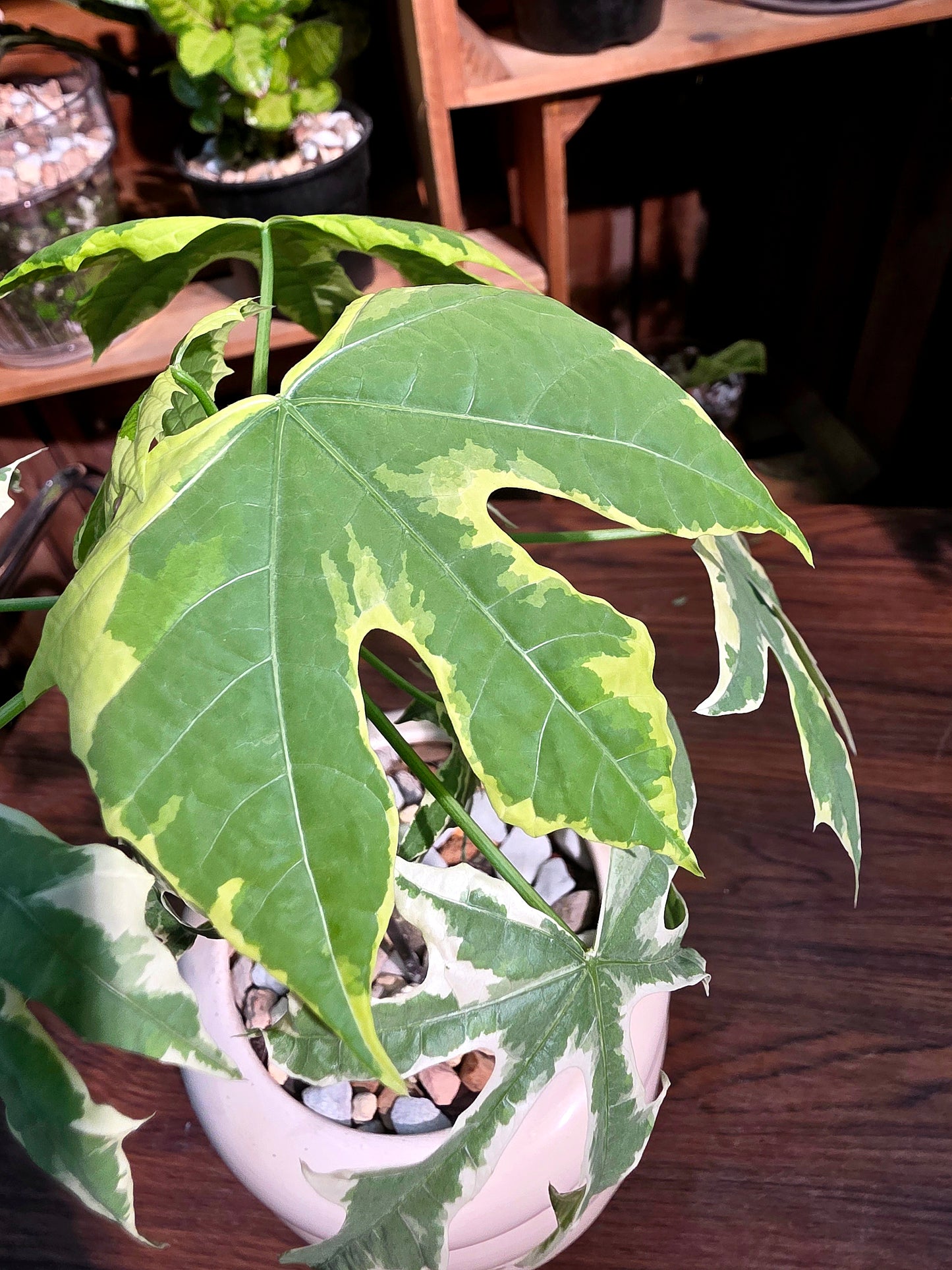 Cnidoscolus aconitifolius variegated 斑葉樹菠菜