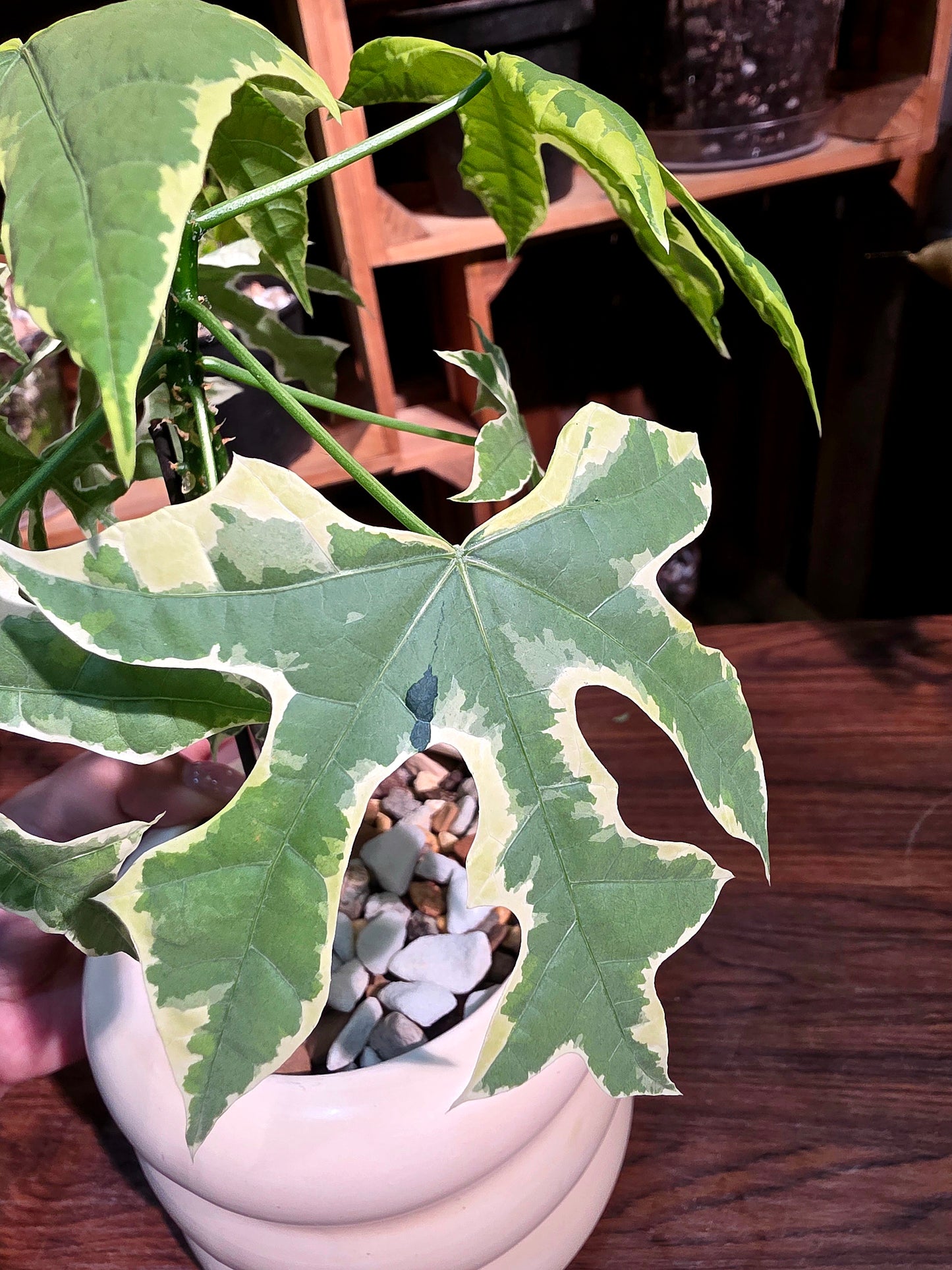 Cnidoscolus aconitifolius variegated 斑葉樹菠菜