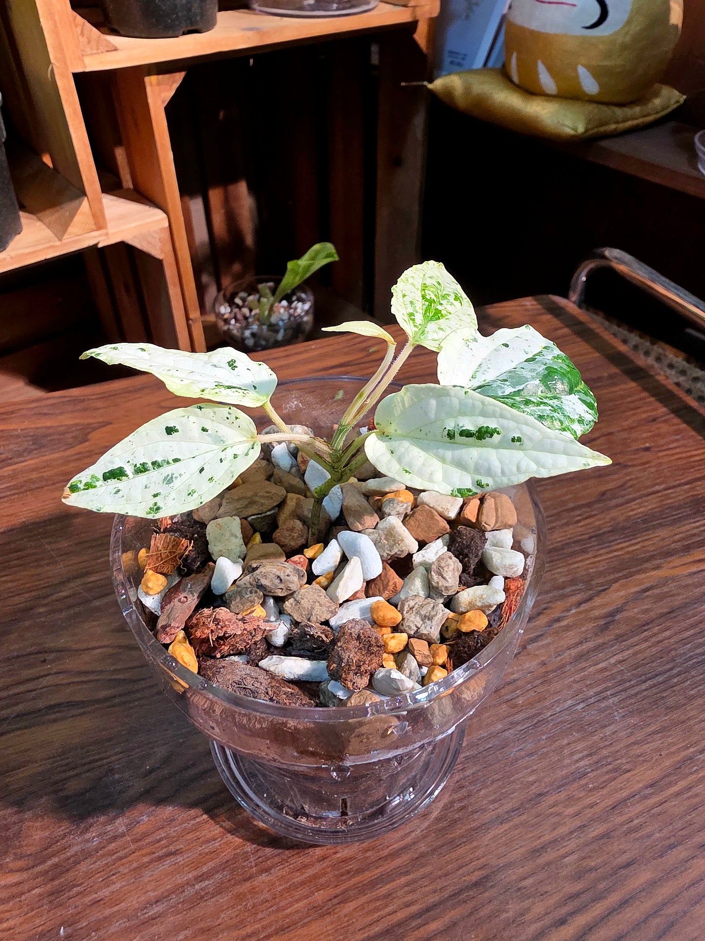 Piper variegated mint 薄荷胡椒