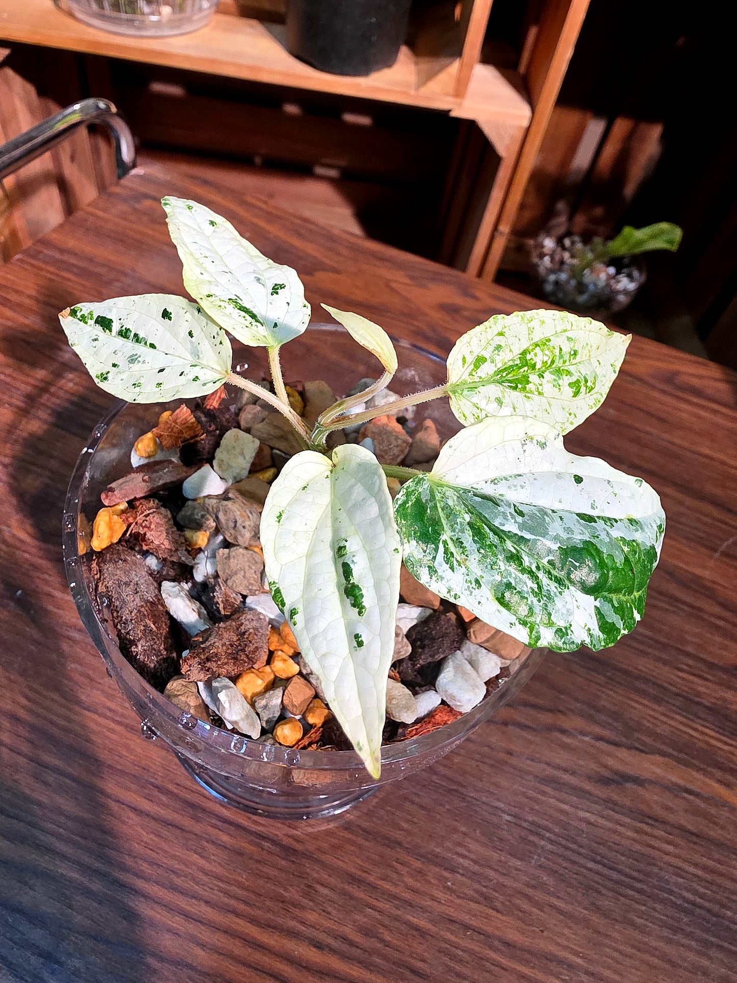 Piper variegated mint 薄荷胡椒