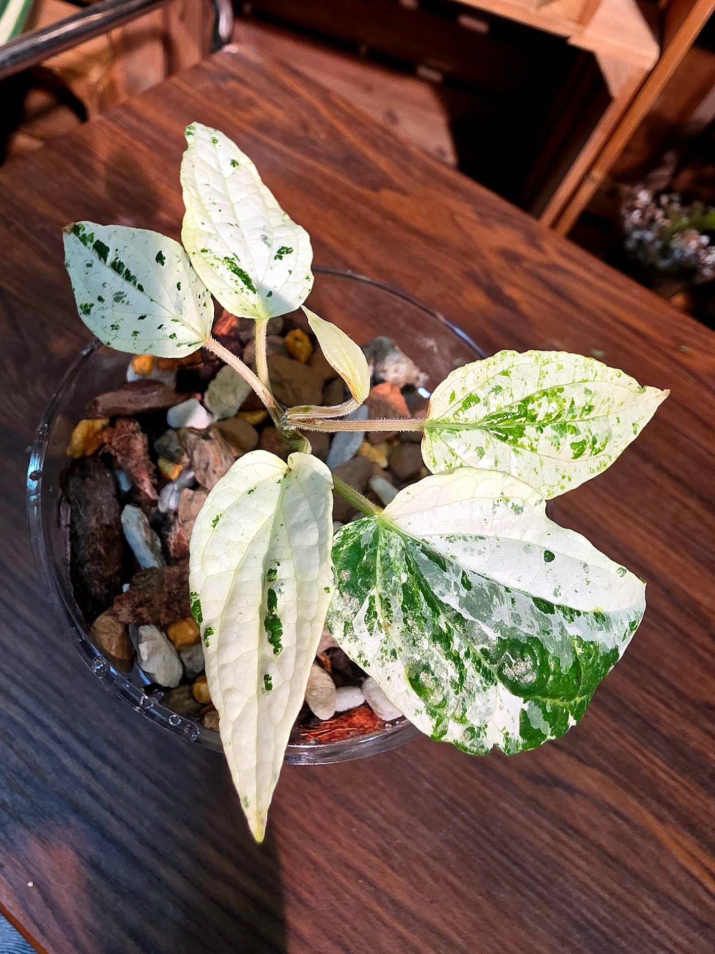 Piper variegated mint 薄荷胡椒