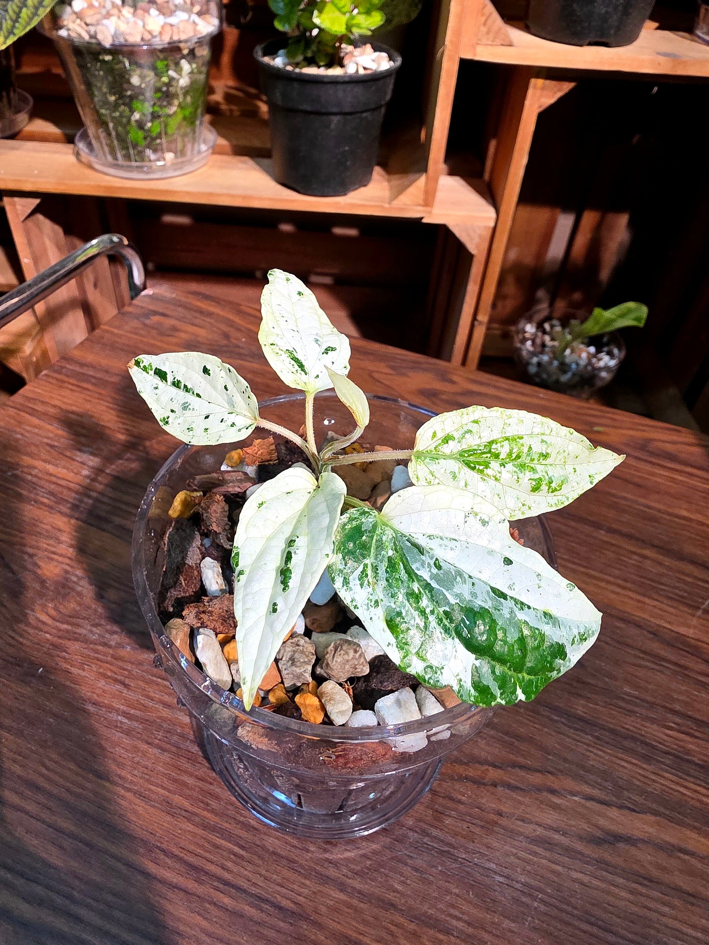 Piper variegated mint 薄荷胡椒