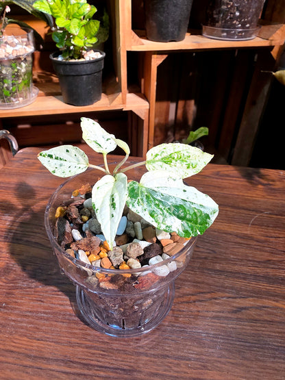 Piper variegated mint 薄荷胡椒