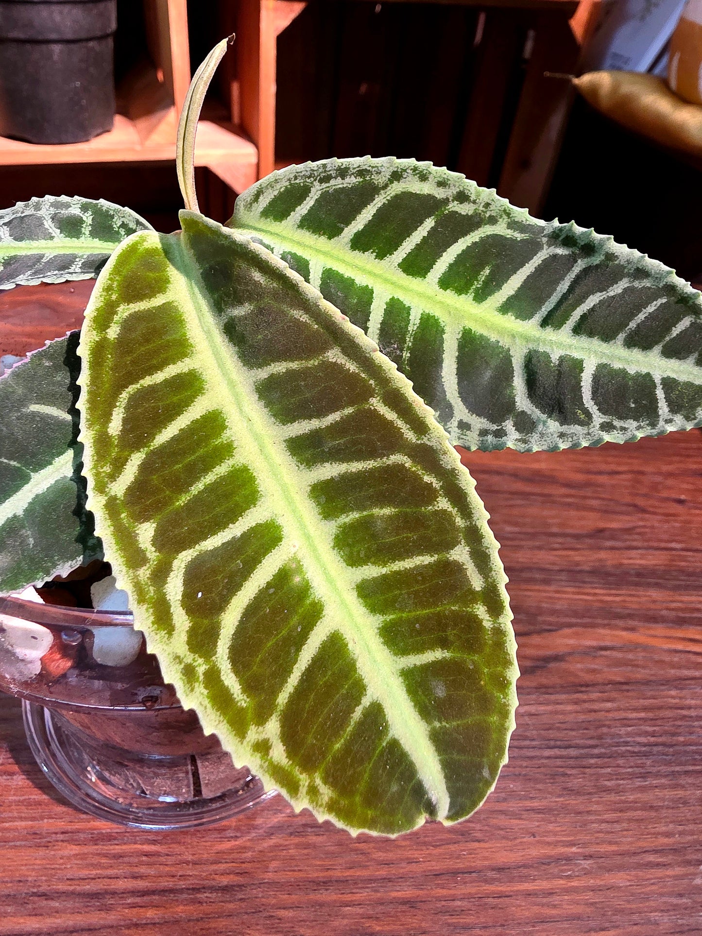 Emblemantha urnulata 紫金牛
