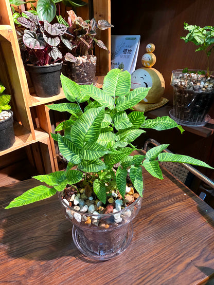 Coniogramme emeiensis 黃金斑馬蕨