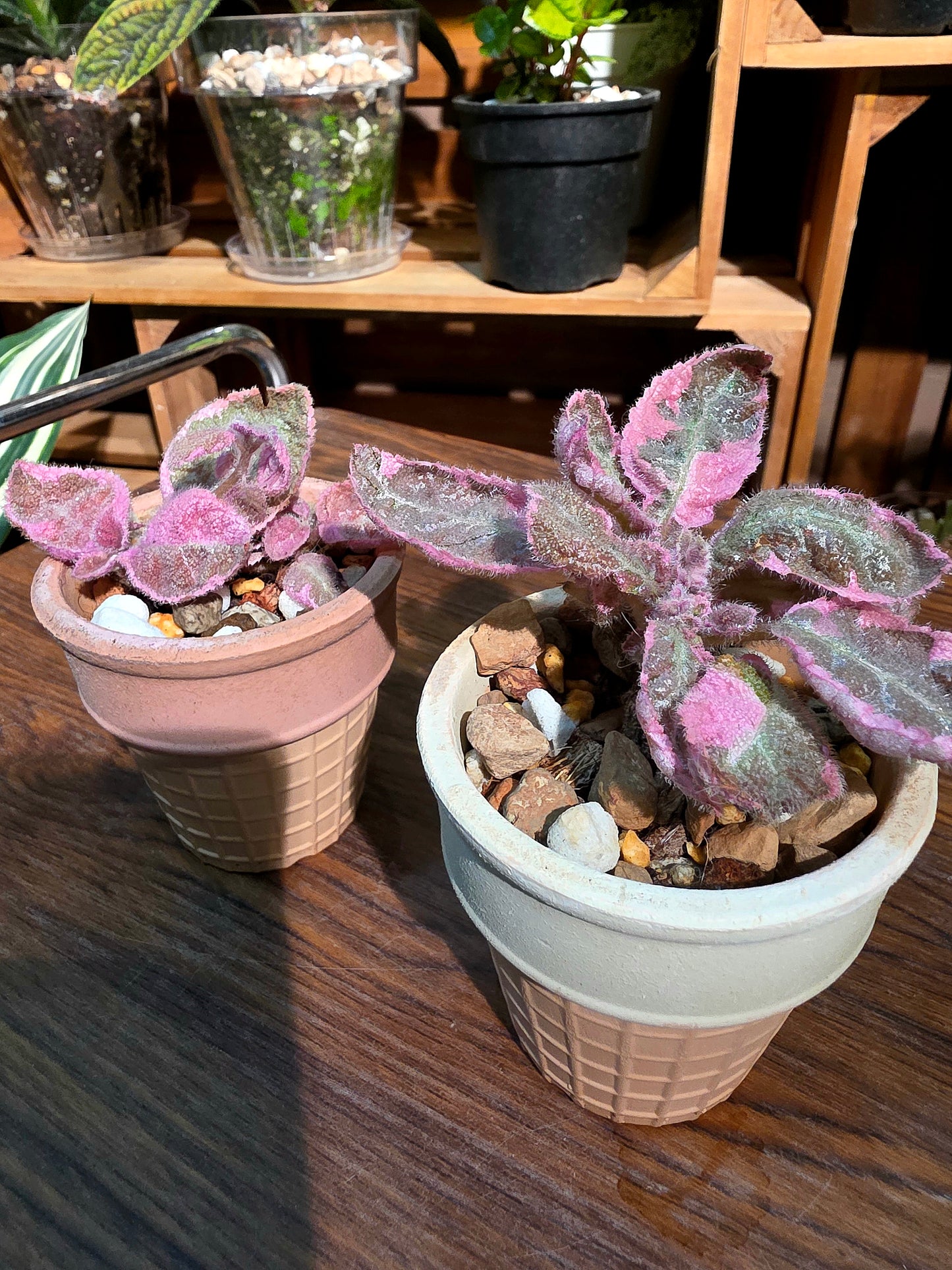 Episcia pink smoke 粉煙喜蔭花