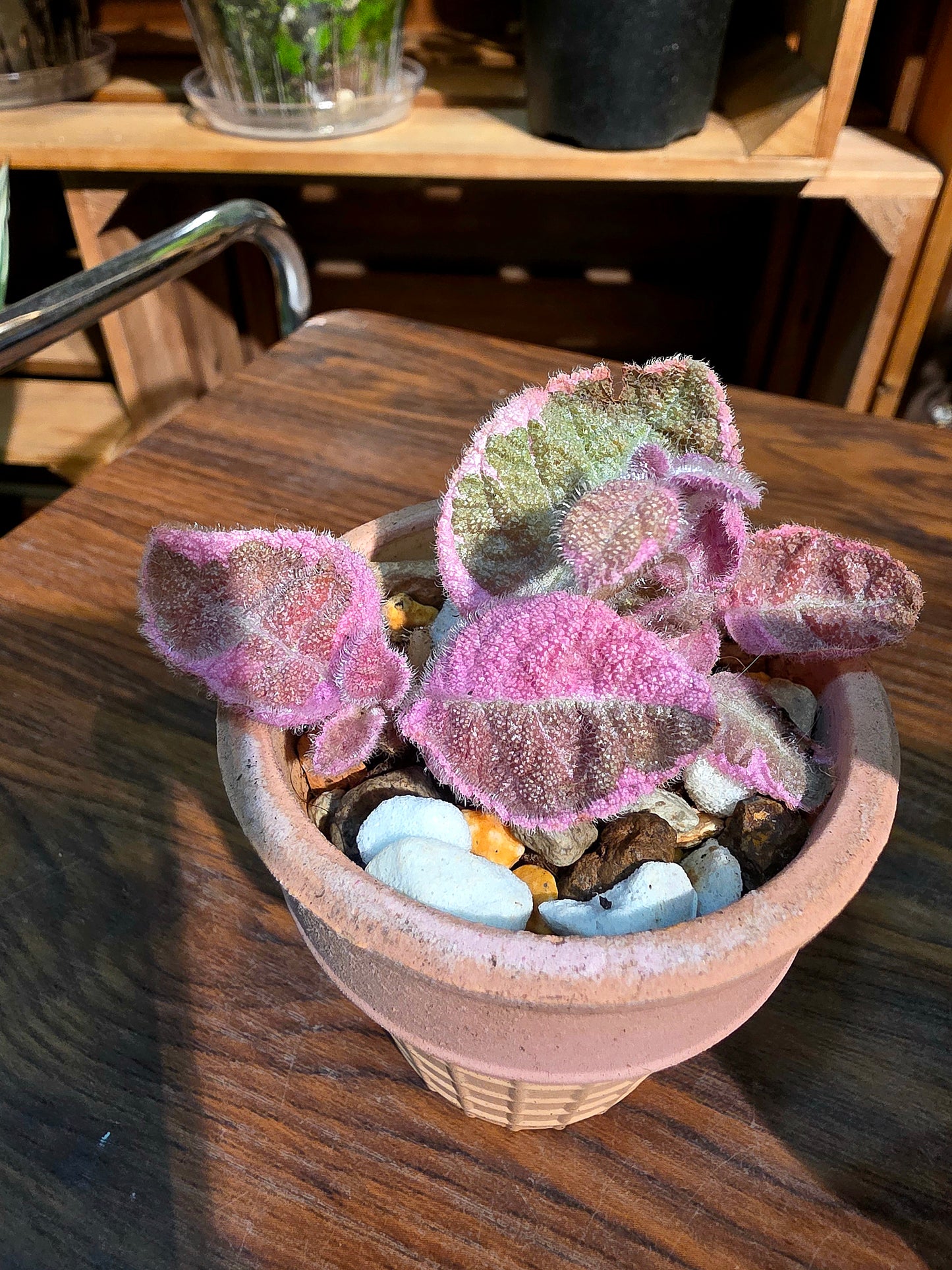 Episcia pink smoke 粉煙喜蔭花