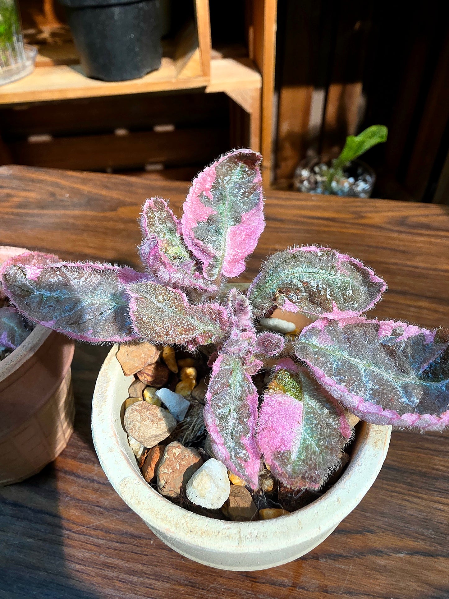 Episcia pink smoke 粉煙喜蔭花