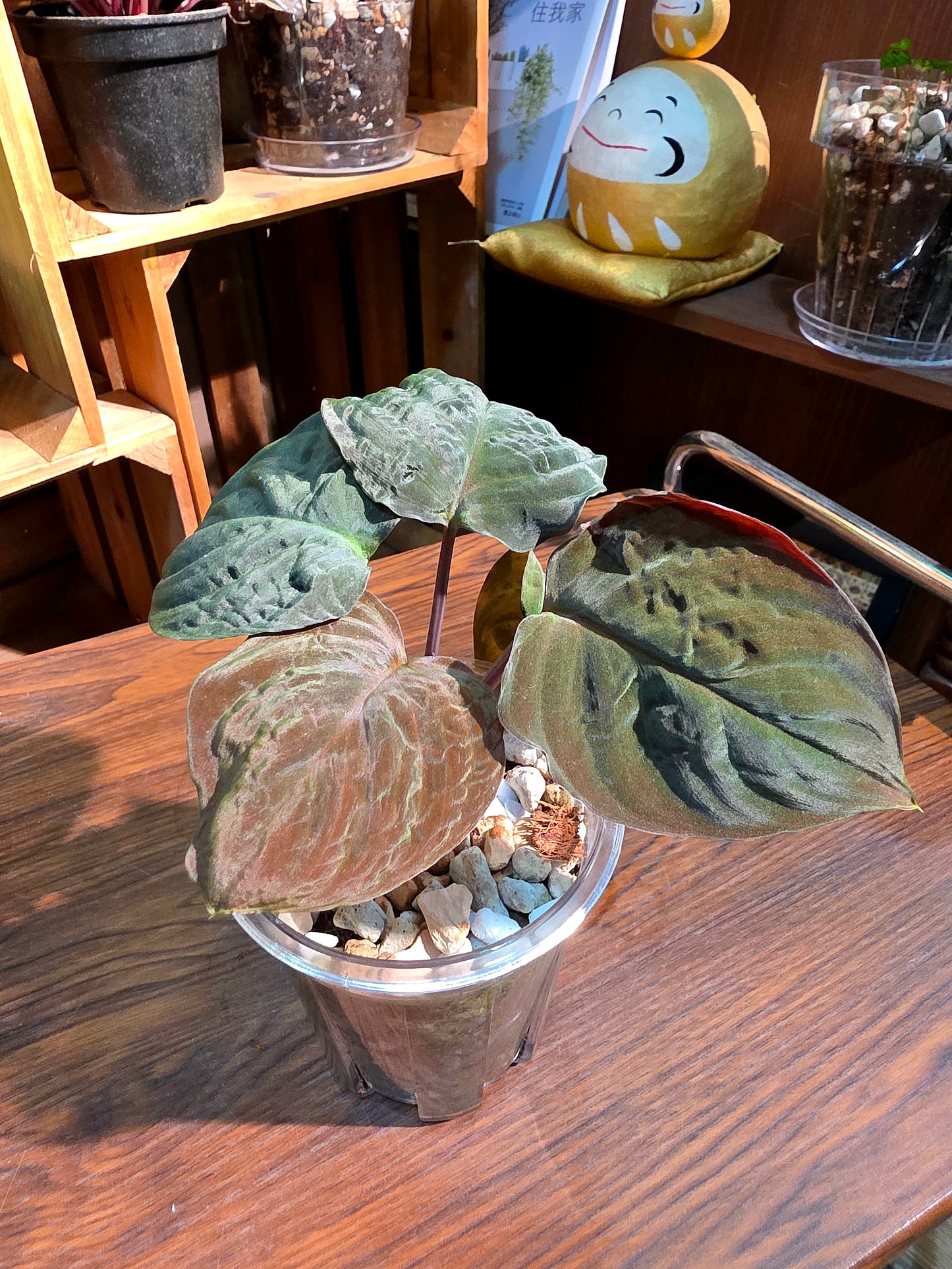 Homalomena humilis 絨面千年健