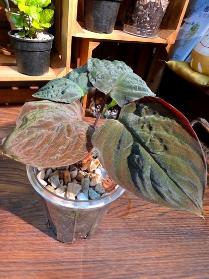Homalomena humilis 絨面千年健