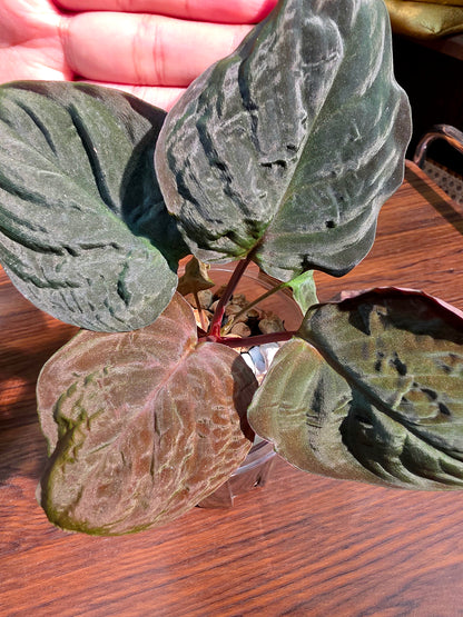 Homalomena humilis 絨面千年健