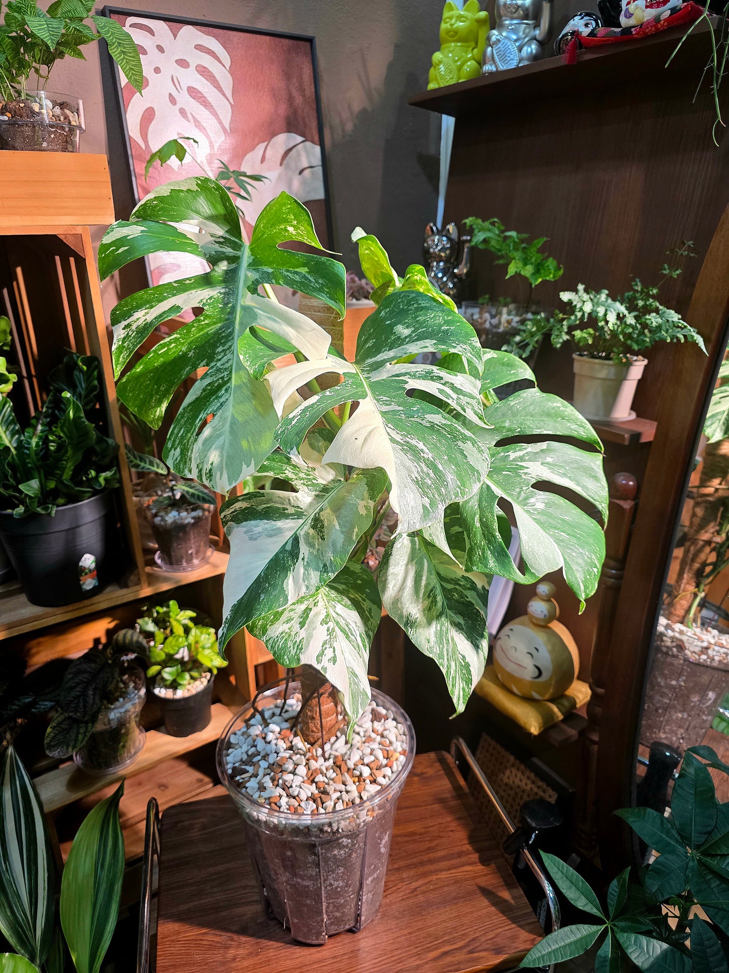 Monstera albo veriagated 白斑龜背竹