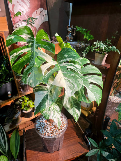 Monstera albo veriagated 白斑龜背竹