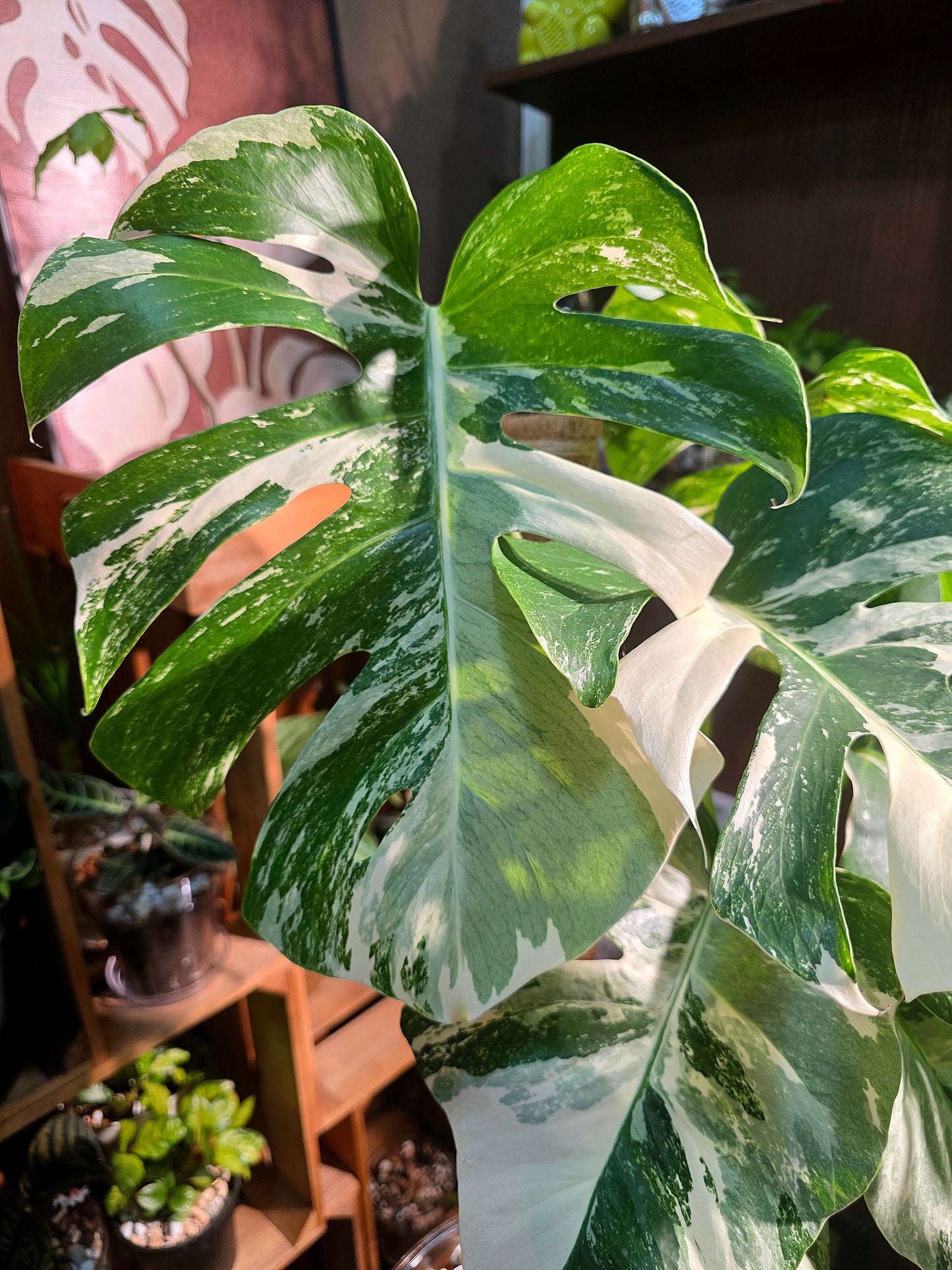Monstera albo veriagated 白斑龜背竹