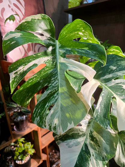 Monstera albo veriagated 白斑龜背竹