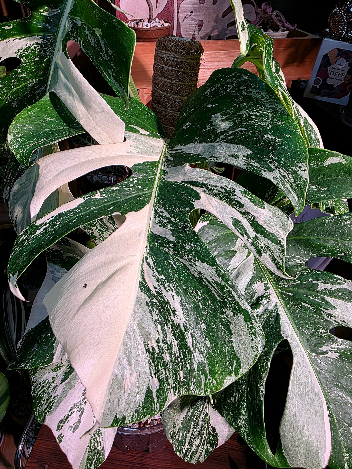 Monstera albo veriagated 白斑龜背竹