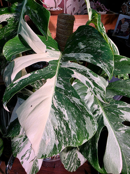 Monstera albo veriagated 白斑龜背竹