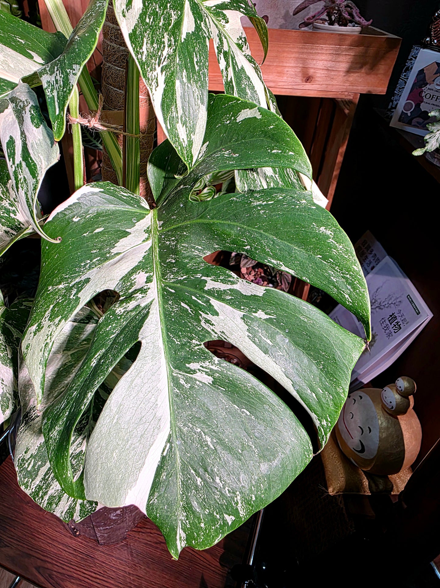 Monstera albo veriagated 白斑龜背竹