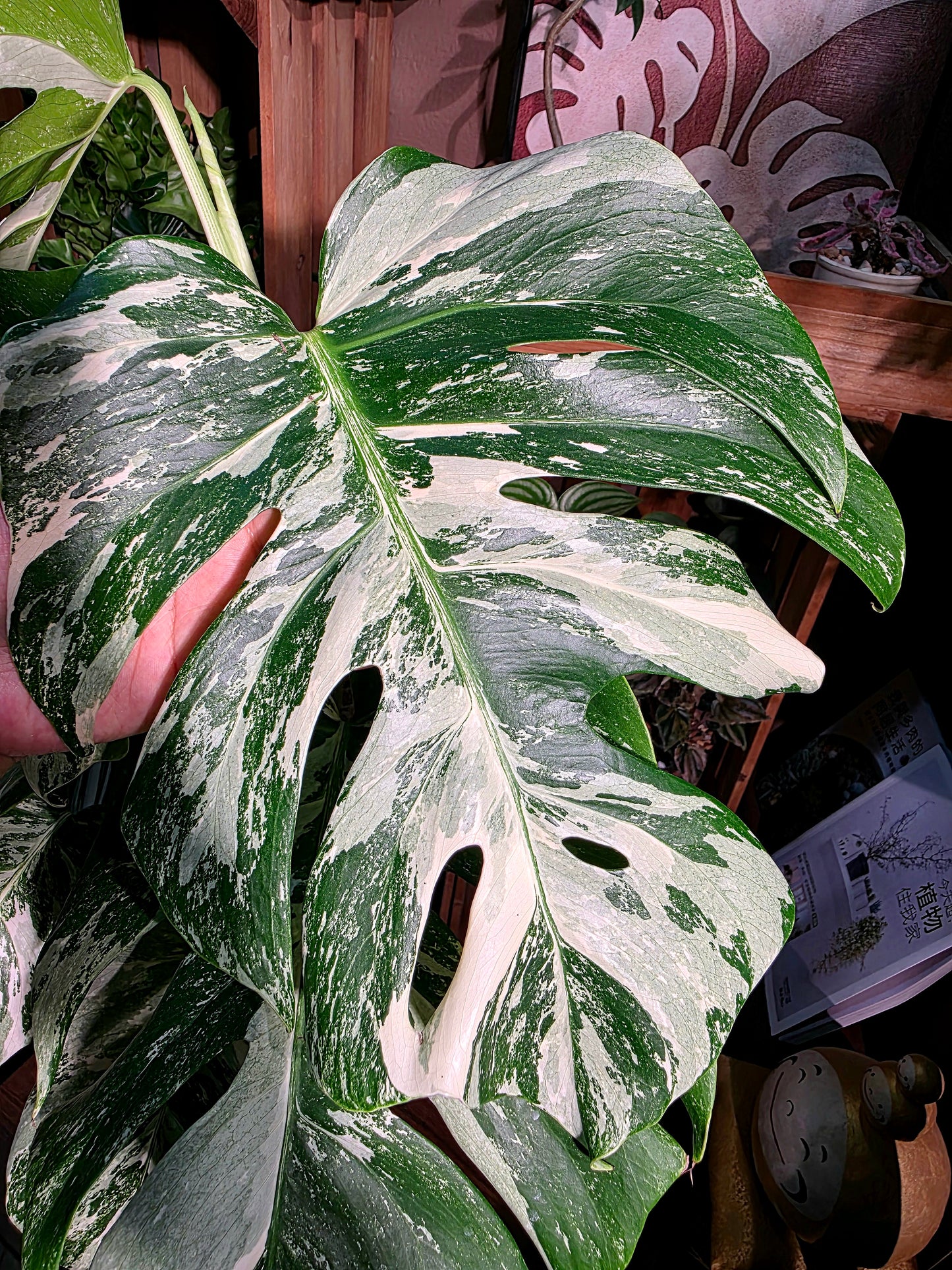 Monstera albo veriagated 白斑龜背竹