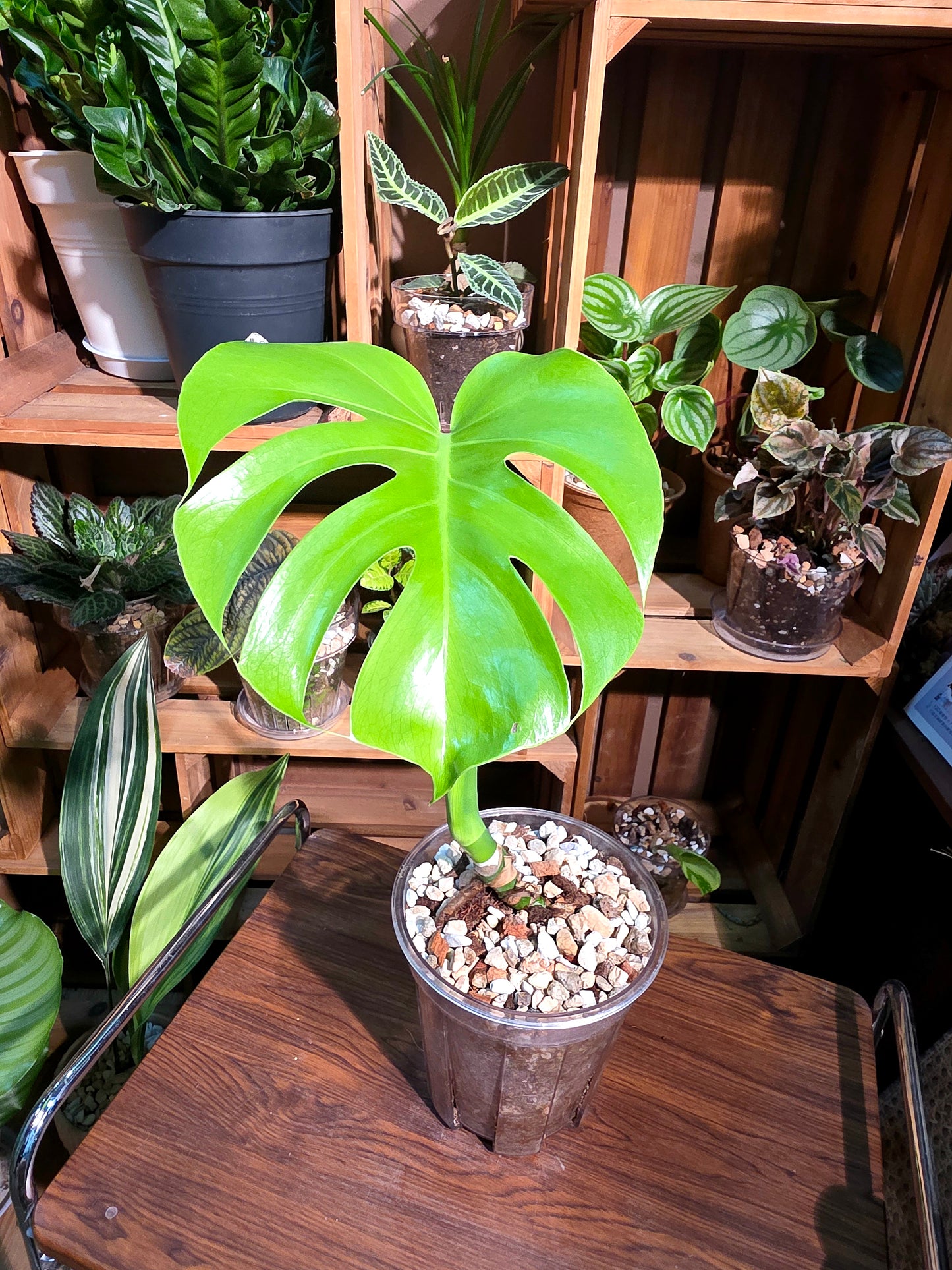 Monstera deliciosa 迷你龜背竹