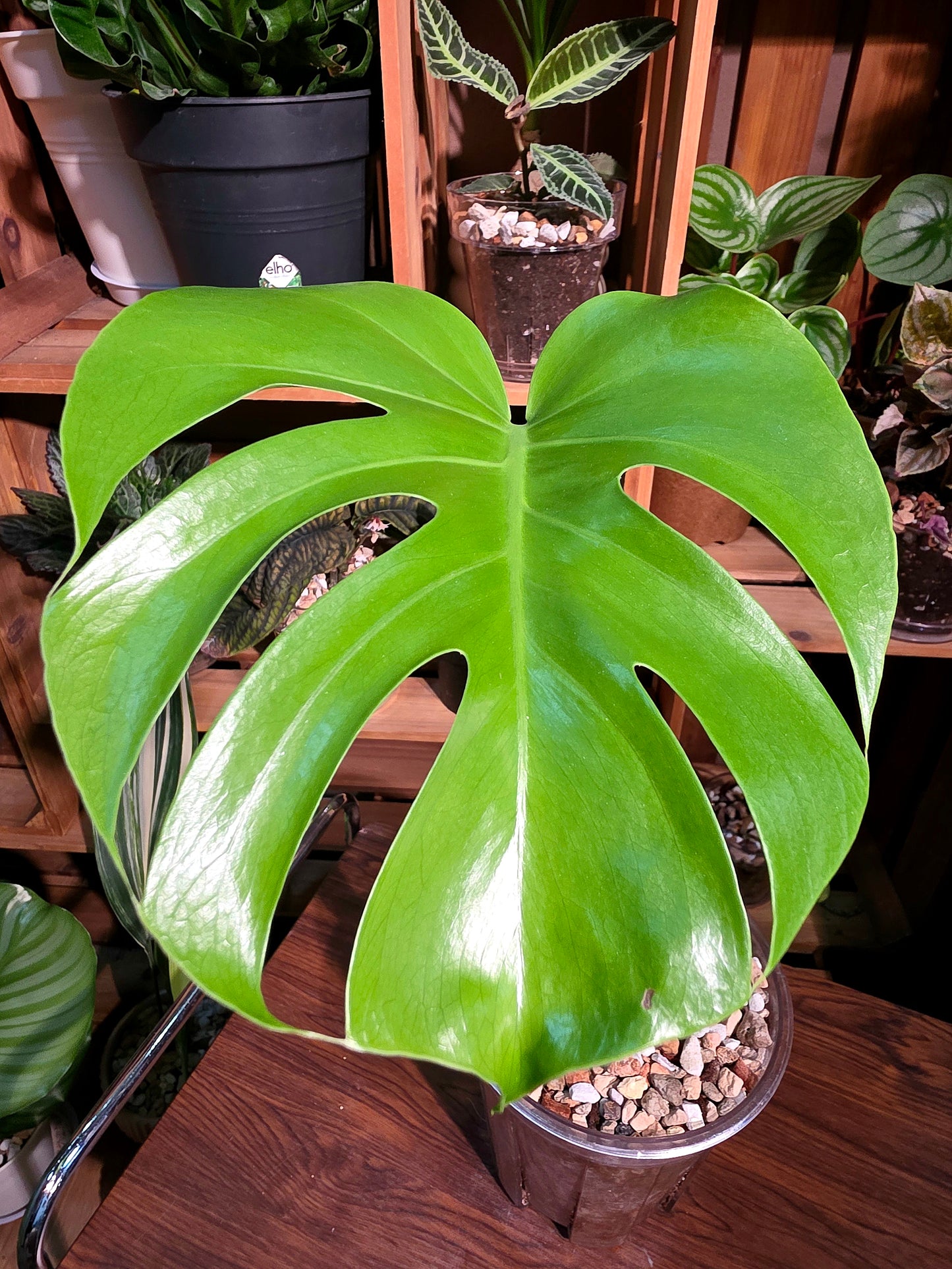 Monstera deliciosa 迷你龜背竹