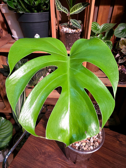 Monstera deliciosa 迷你龜背竹