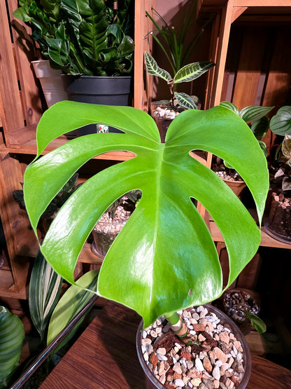 Monstera deliciosa 迷你龜背竹