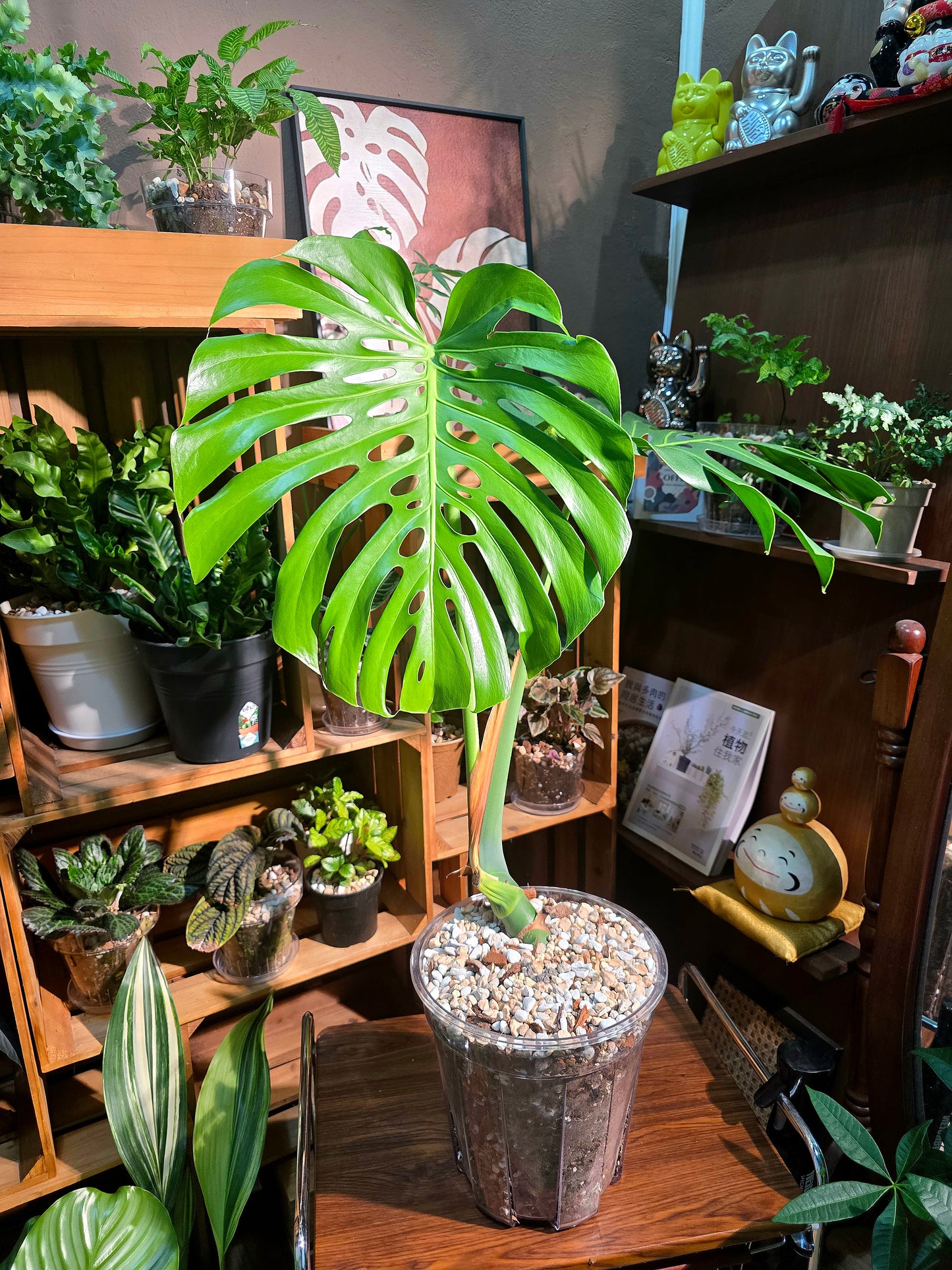 Monstera deliciosa 老樁龜背竹