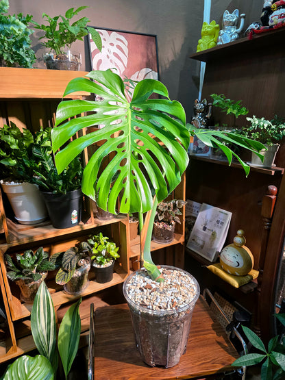 Monstera deliciosa 老樁龜背竹