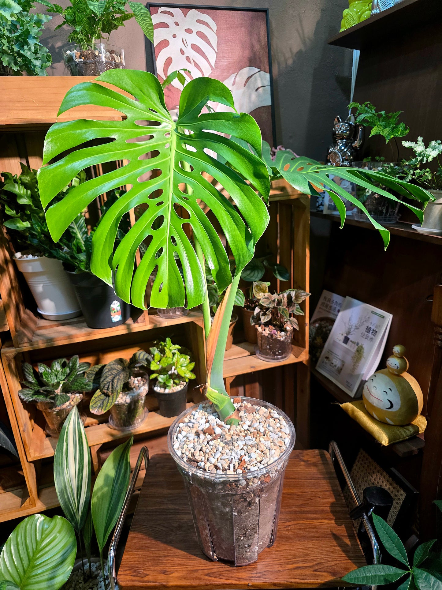 Monstera deliciosa 老樁龜背竹