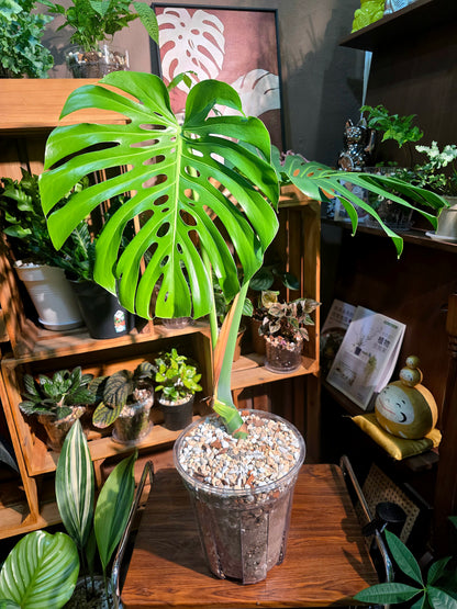 Monstera deliciosa 老樁龜背竹