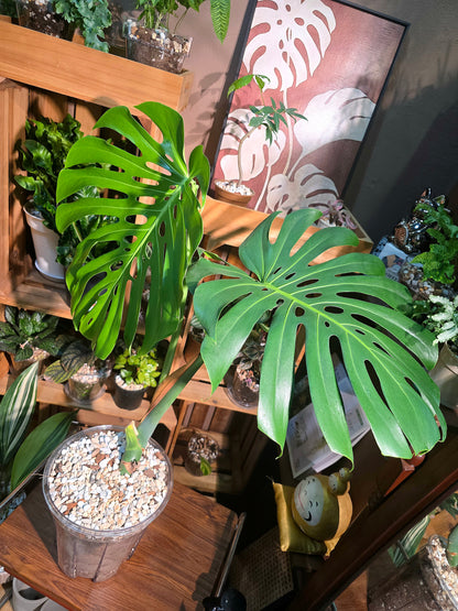 Monstera deliciosa 老樁龜背竹