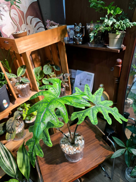 Alocasia jacklyn 傑克林海芋