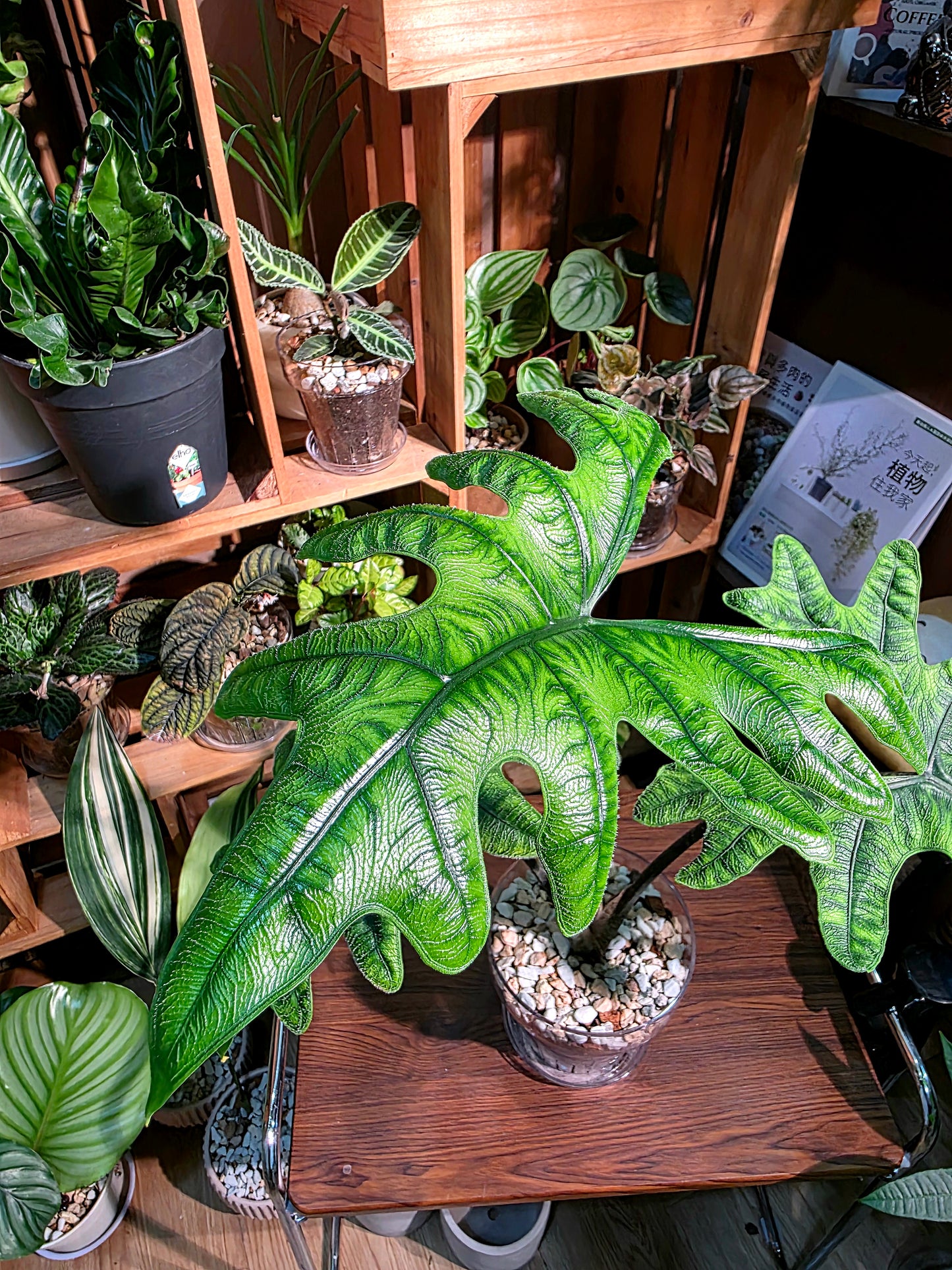 Alocasia jacklyn 傑克林海芋