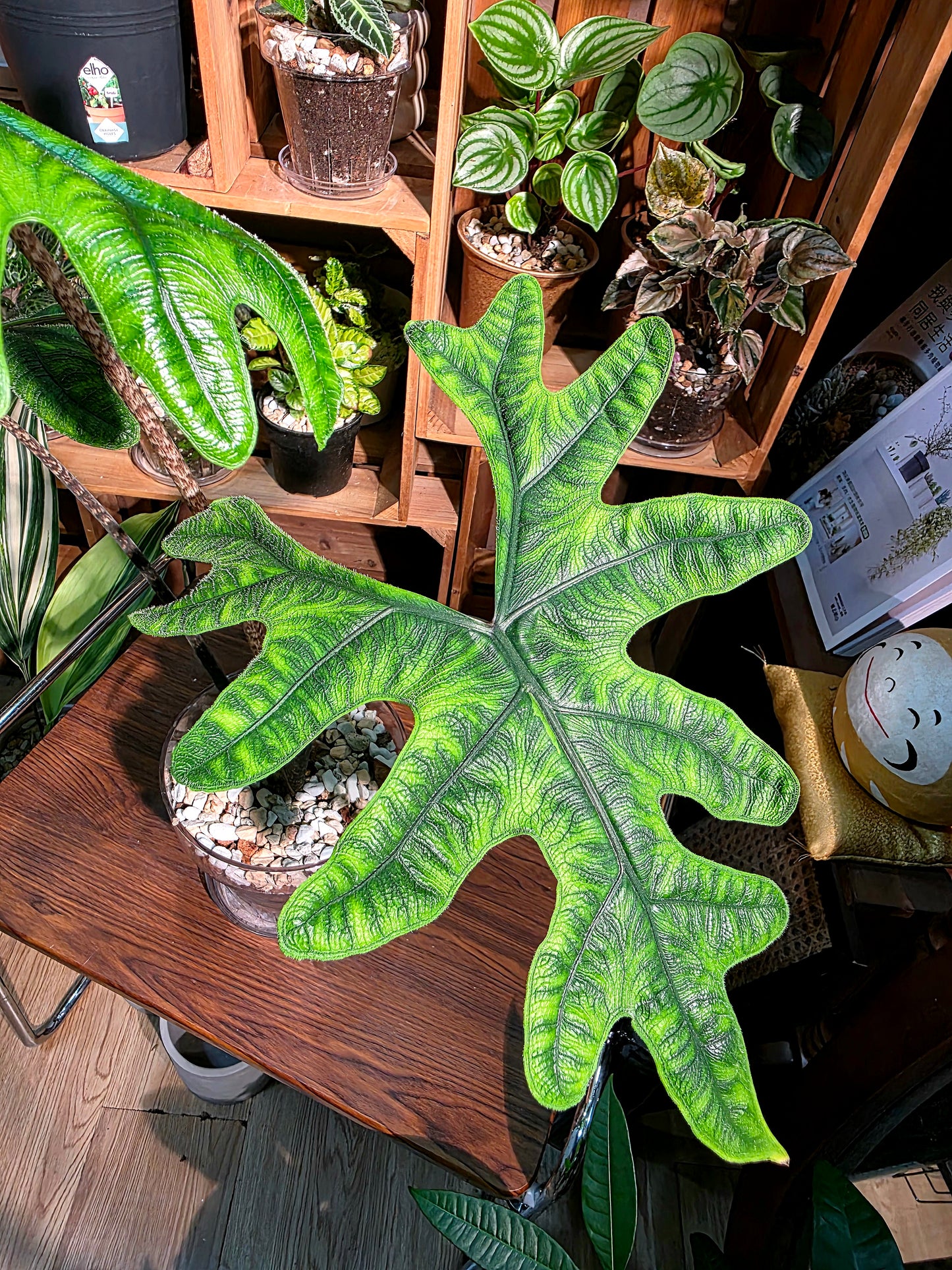 Alocasia jacklyn 傑克林海芋