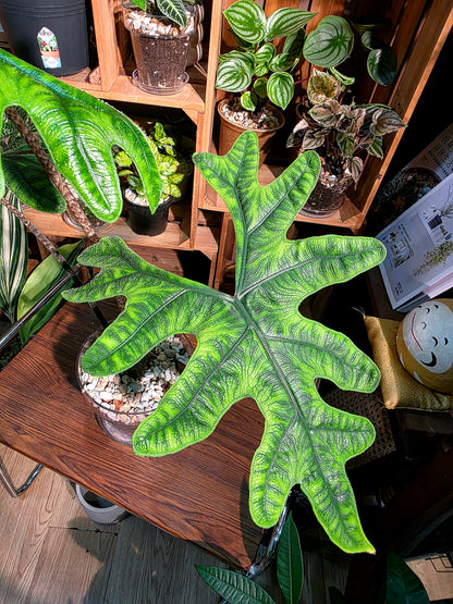Alocasia jacklyn 傑克林海芋