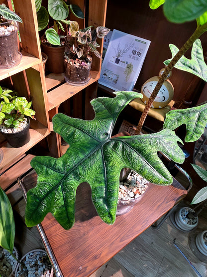 Alocasia jacklyn 傑克林海芋