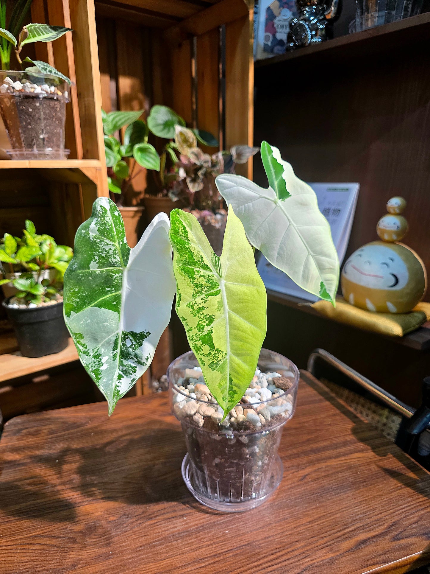 Alocasia frydek variegated 斑葉絨葉海芋