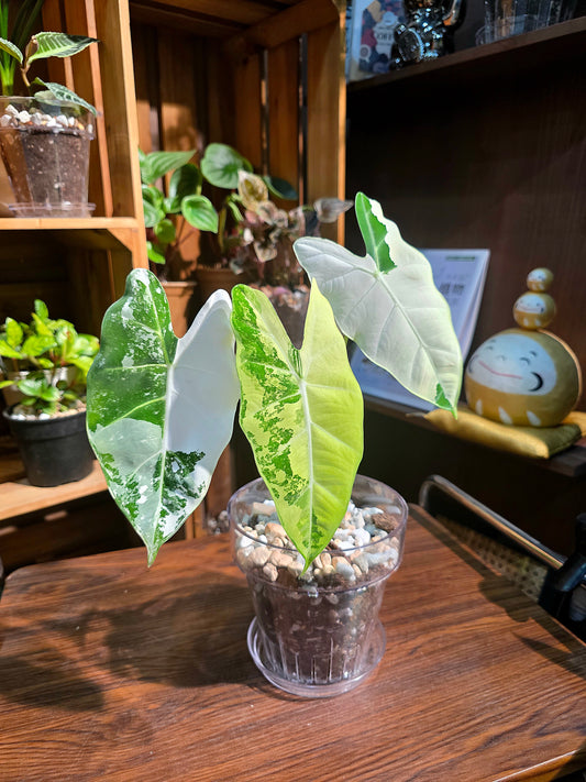 Alocasia frydek variegated 斑葉絨葉海芋