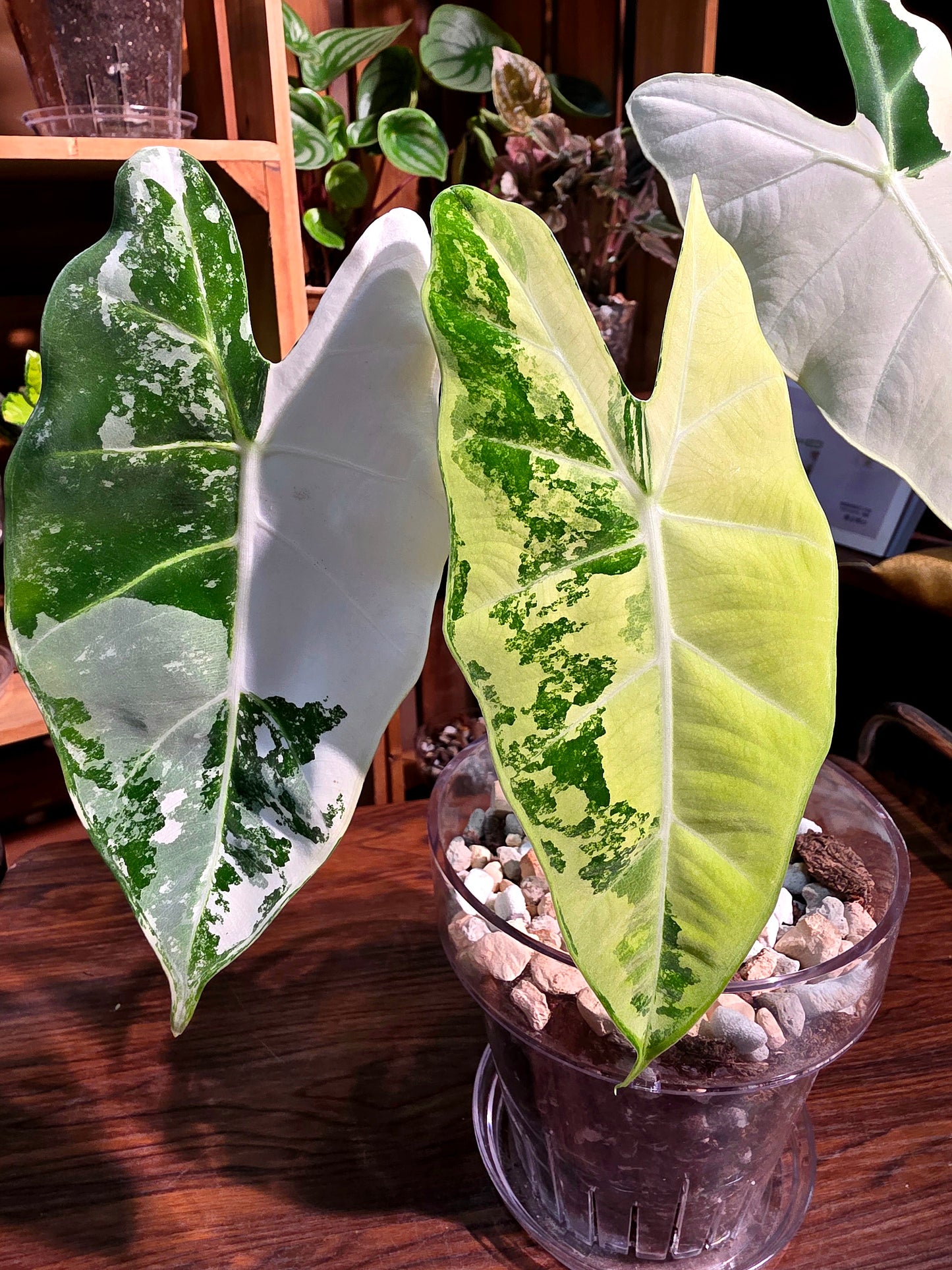 Alocasia frydek variegated 斑葉絨葉海芋