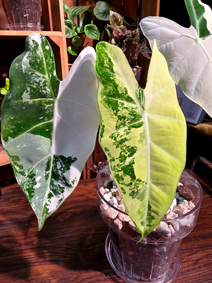 Alocasia frydek variegated 斑葉絨葉海芋