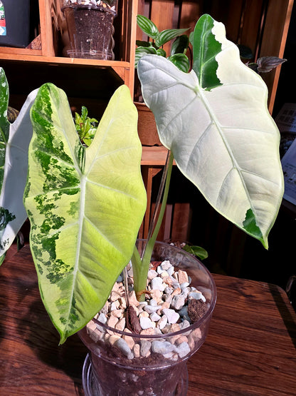 Alocasia frydek variegated 斑葉絨葉海芋