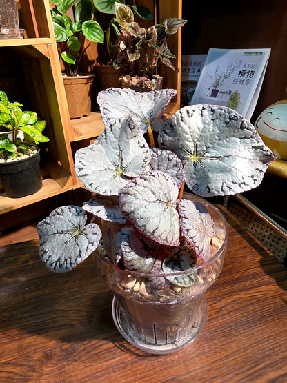 Begonia silver dollar 銀幣秋海棠