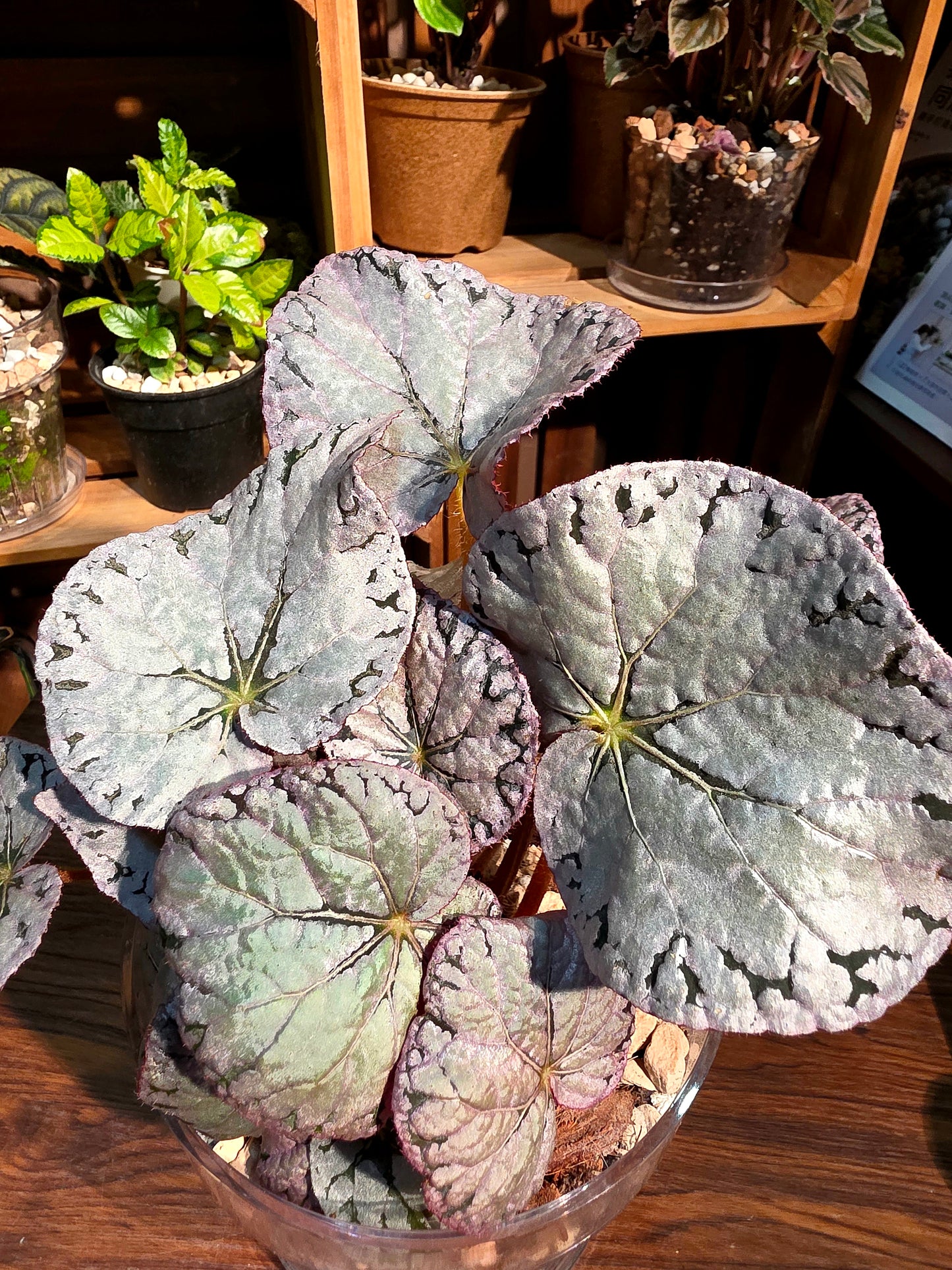 Begonia silver dollar 銀幣秋海棠