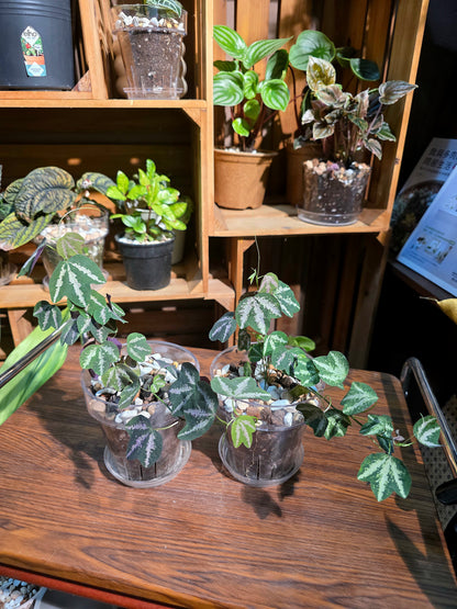 Passiflora trifascata 鵝掌西番蓮