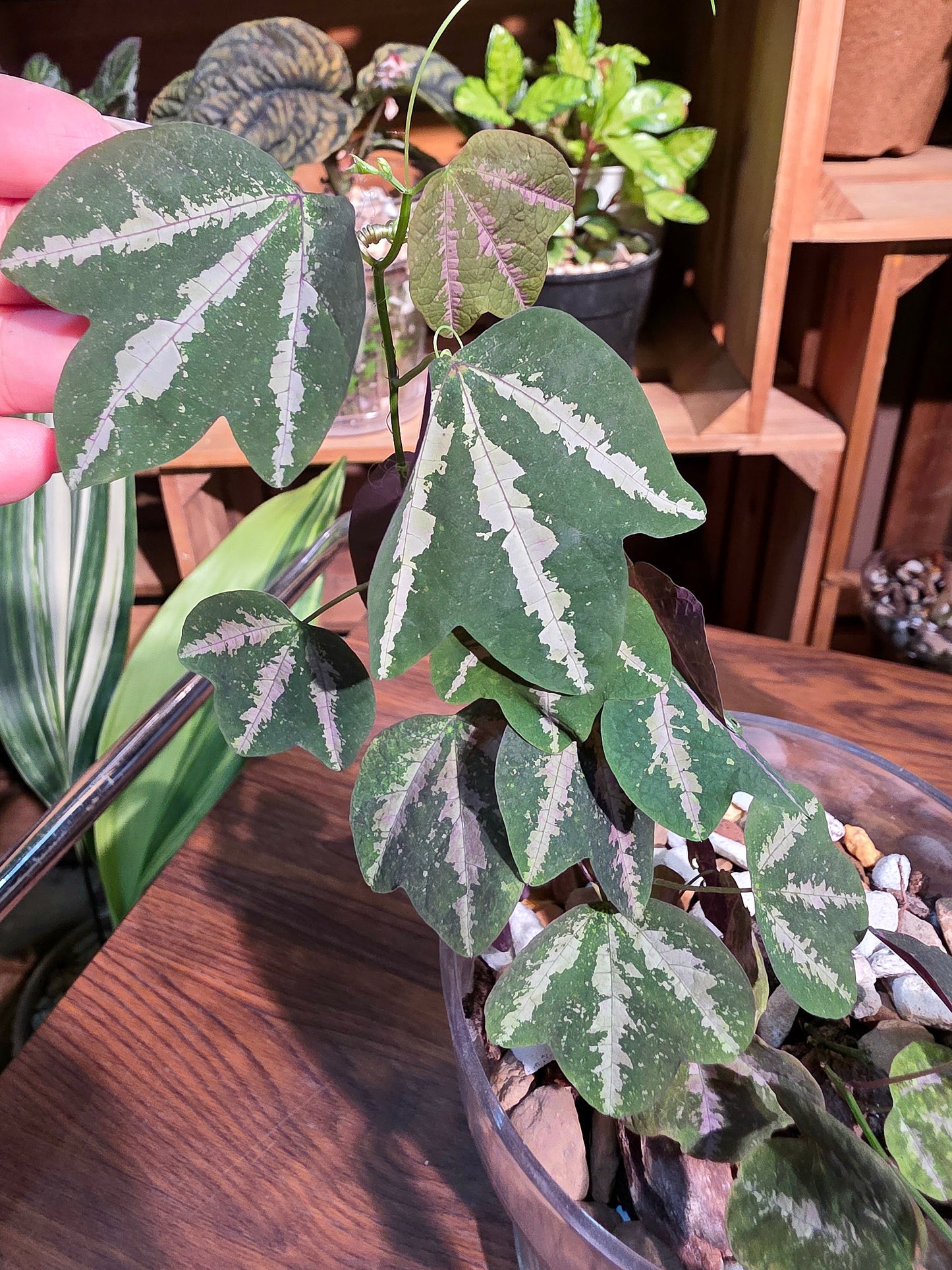 Passiflora trifascata 鵝掌西番蓮